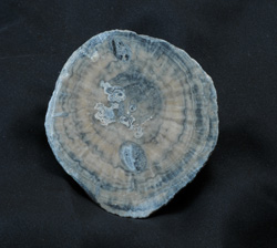 Wildon - fossile Koralle
