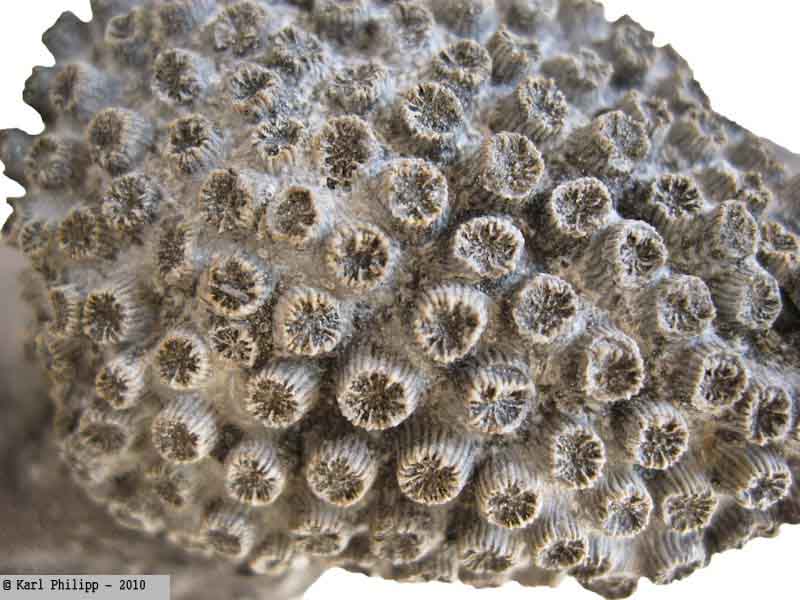 Weitendorf - Koralle Balanophylla sp.