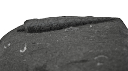 Weitendorf - Terebra sp.