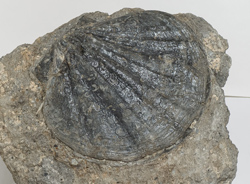Doppelklappige Pecten