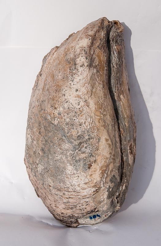 Grosse fossile Miesmuschel aus Wildon