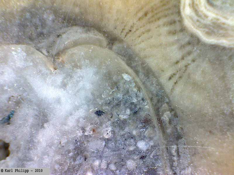 Wildon - fossile Koralle Bohrmuschel