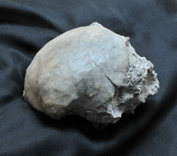 Wildon - fossile Herzmuschel