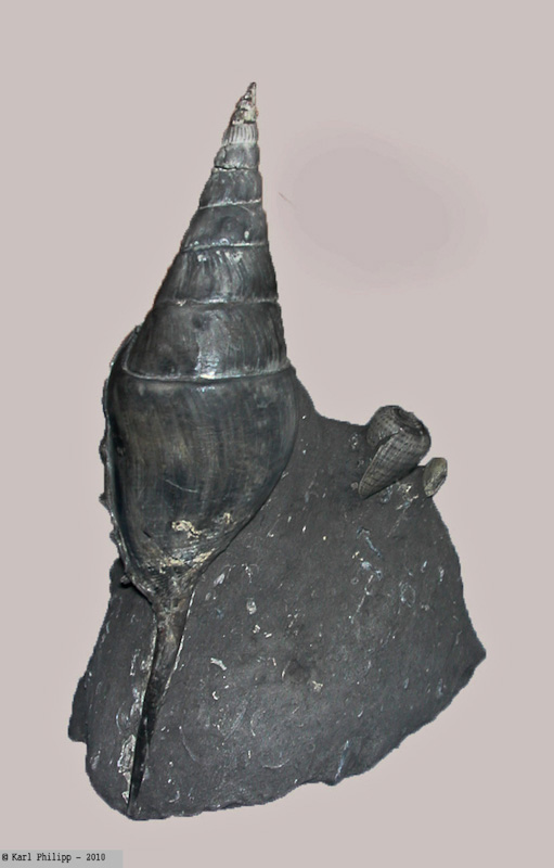 Tibia dentata aus Weitendorf
